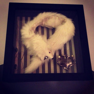 Holly Hock Gin Mink Shadow Box